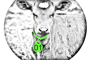 Calving Collars