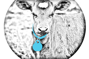 Calving Collars
