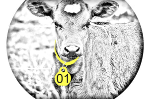 Calving Collars