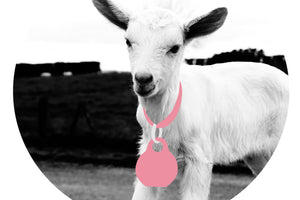 Kid Collars