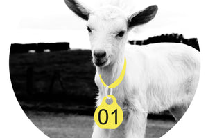 Kid Collars