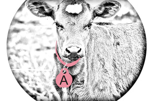Calving Collars