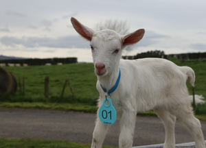Kid Collars